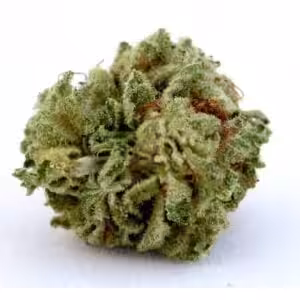 kush flower buds