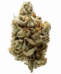 Snowcap AAAA