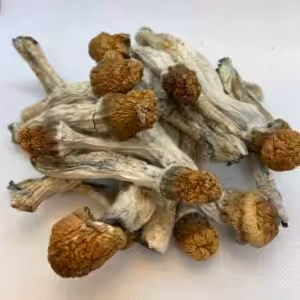 penis envy mushrooms