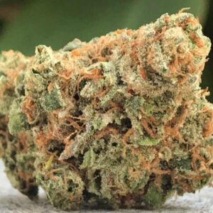 Variété de bourgeons de marijuana Maui Wowie