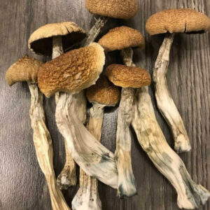 Champignons cubensis d’Amazonie séchés