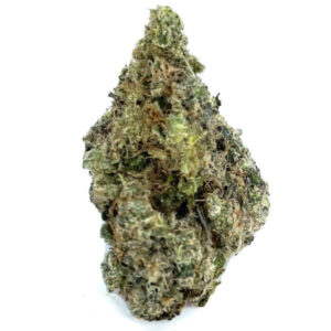 Variété de marijuana Bud of Jack Frost