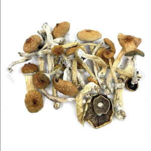Champignons magiques Blue Meanies
