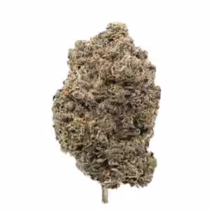 el chapo cannabis strain