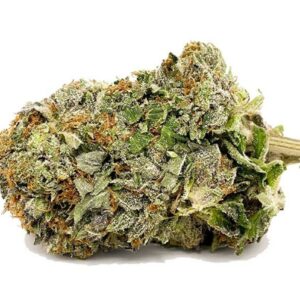 Variété Tuna Kush