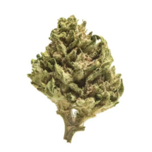 Variété Khalifa Kush