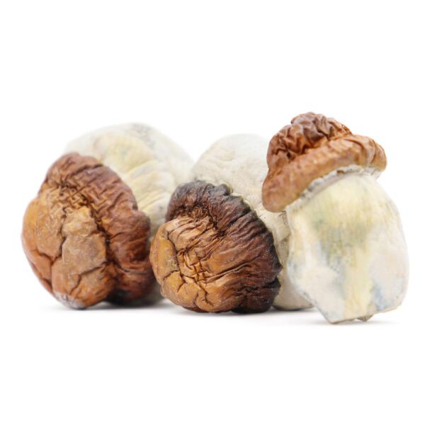 Champignons magiques Code Blue