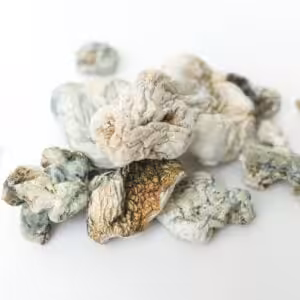 enigma magic mushrooms
