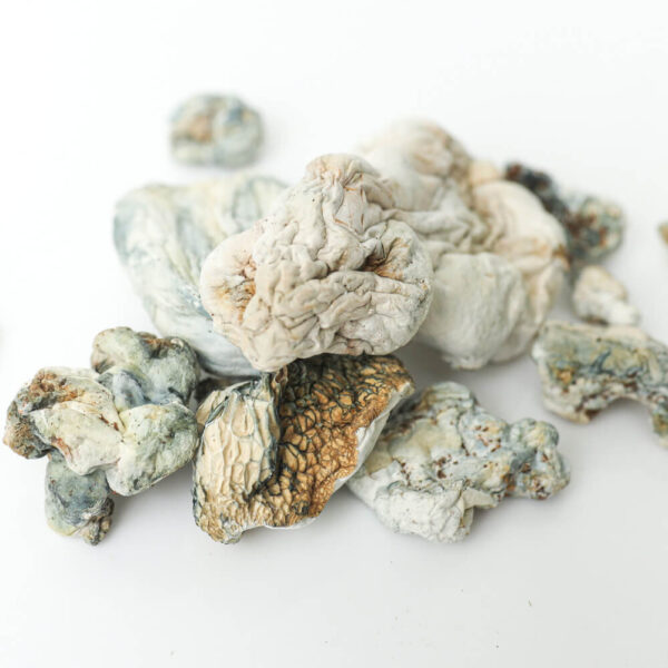 Champignons magiques Enigma