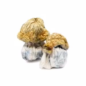 KSSS Peyote magic mushrooms