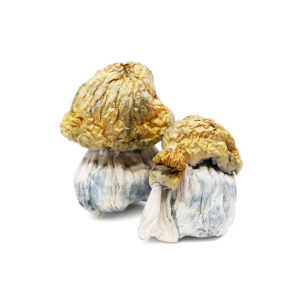 Champignons magiques KSSS Peyotl